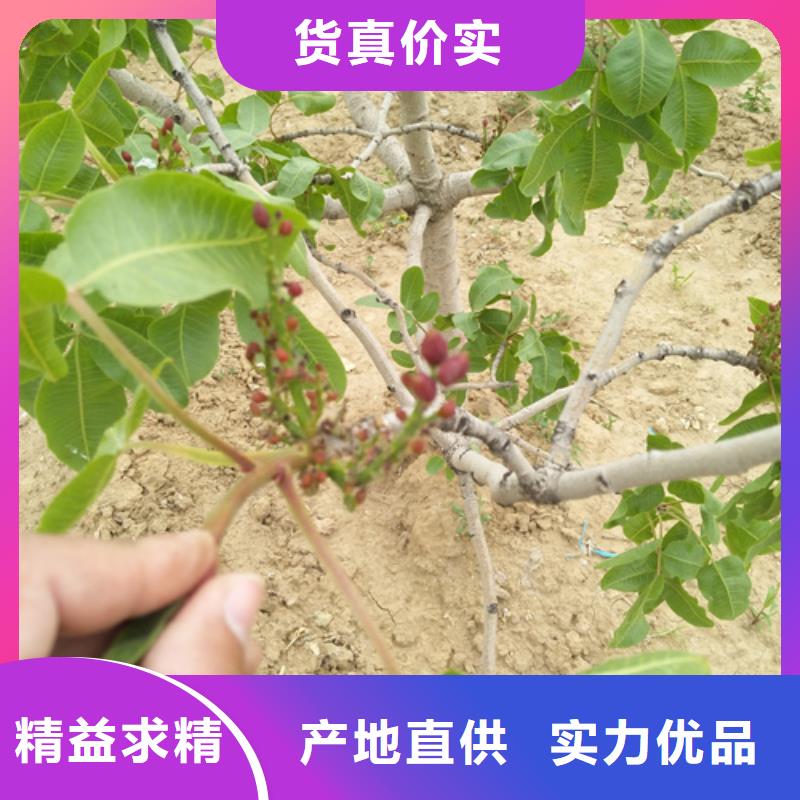 开心果蓝莓苗老品牌厂家