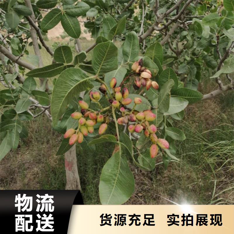 开心果无花果苗批发供应