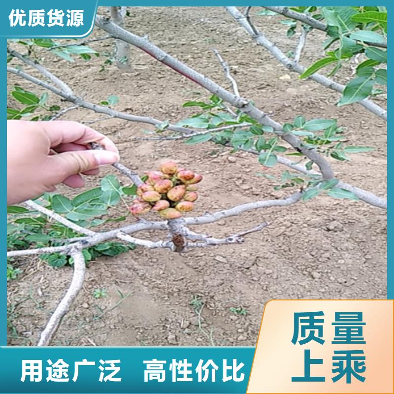 开心果苹果苗海量库存