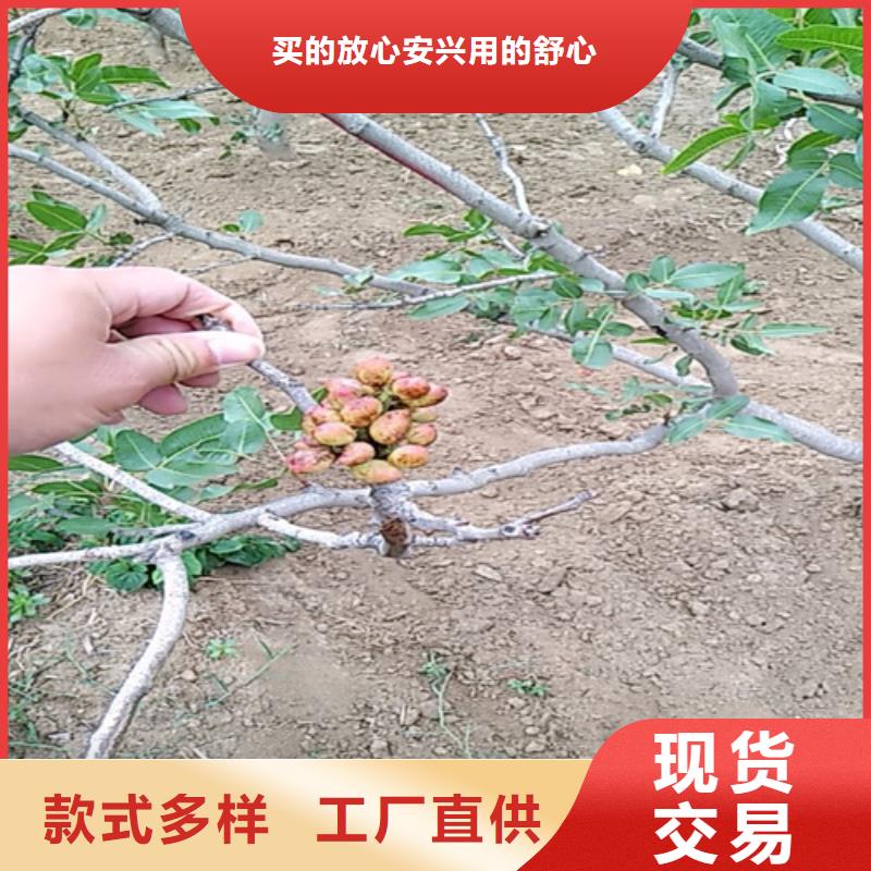 开心果无花果苗批发供应