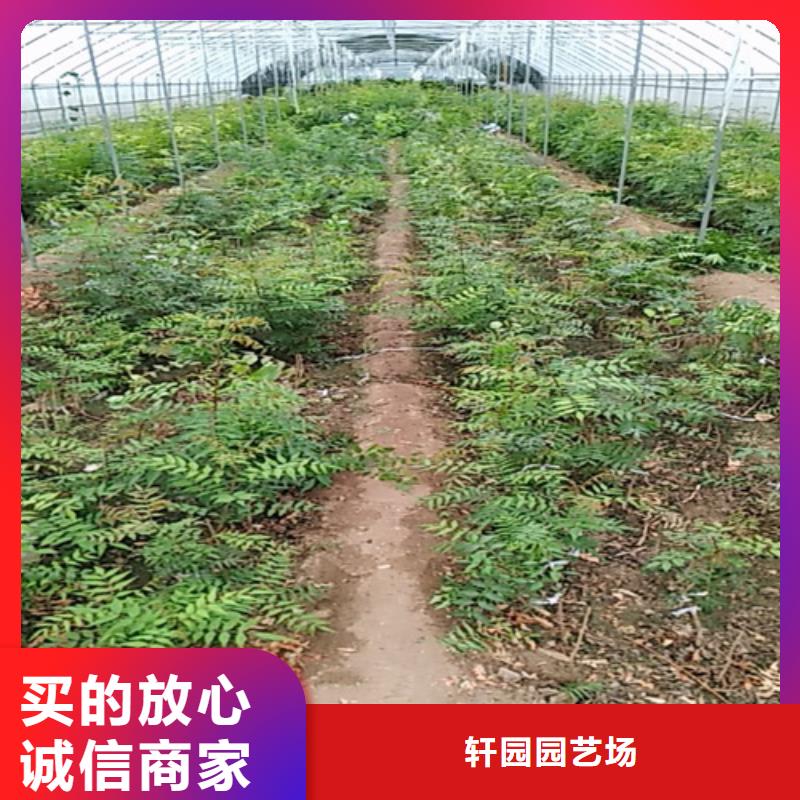 开心果【石榴树】适用范围广