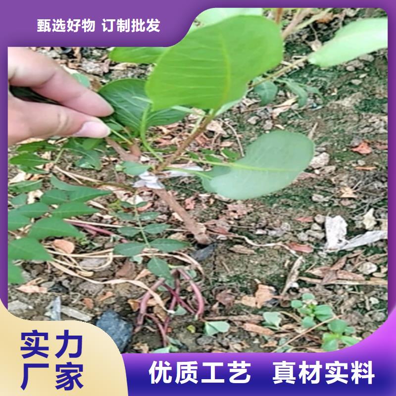 开心果-猕猴桃苗无中间商厂家直销