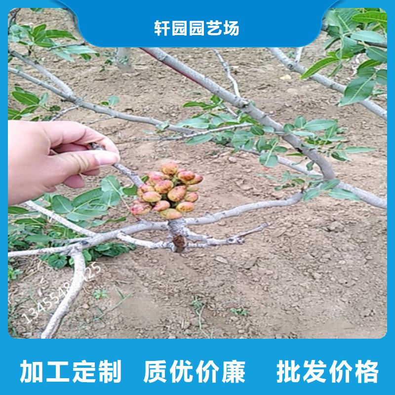 开心果无花果苗工艺成熟