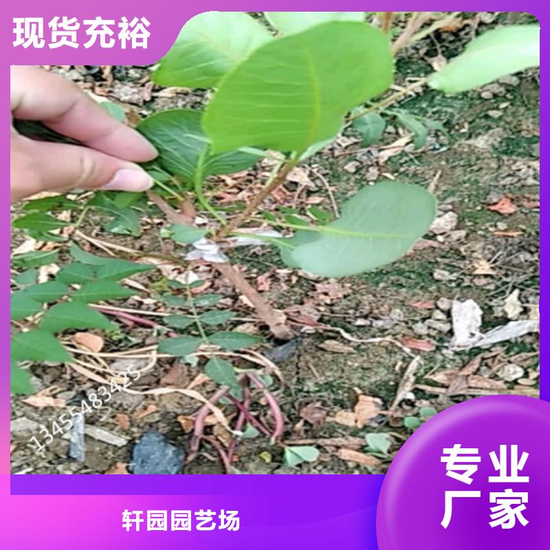 开心果_苹果苗精选厂家好货