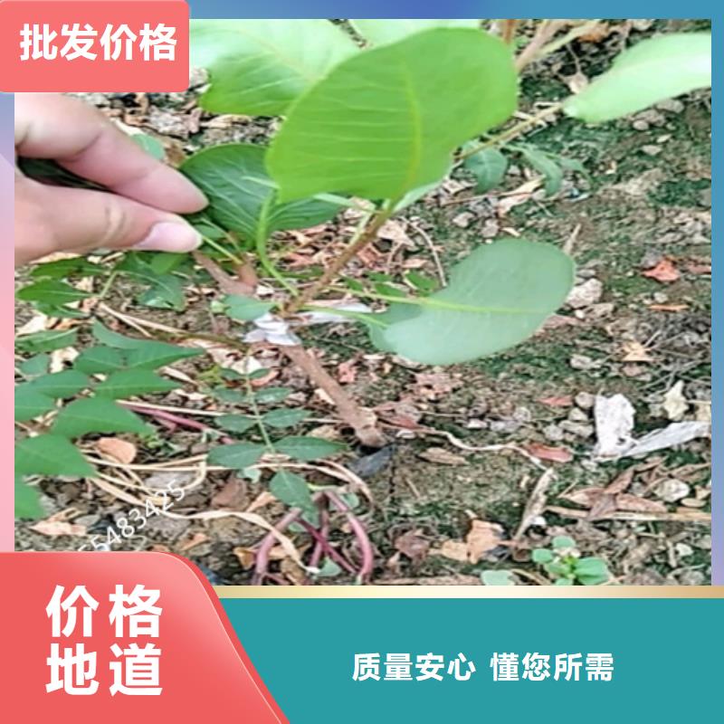 开心果_苹果苗厂家现货供应