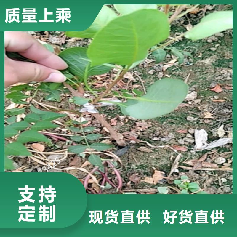 开心果嘎啦苹果严选好货