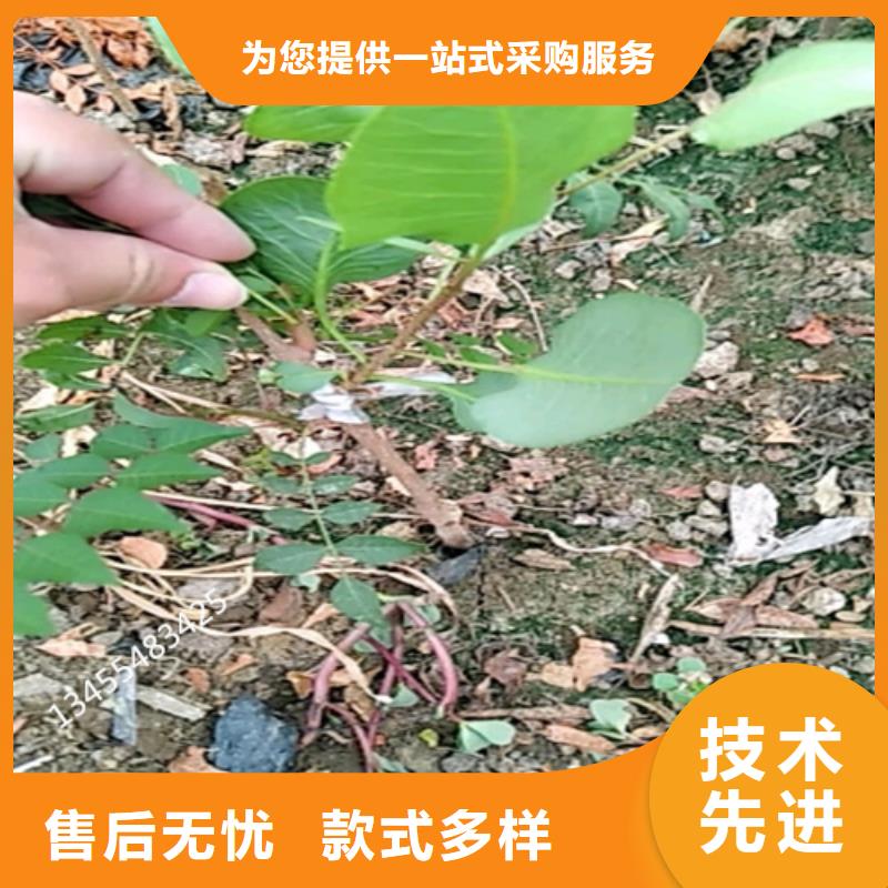 开心果苹果苗海量库存