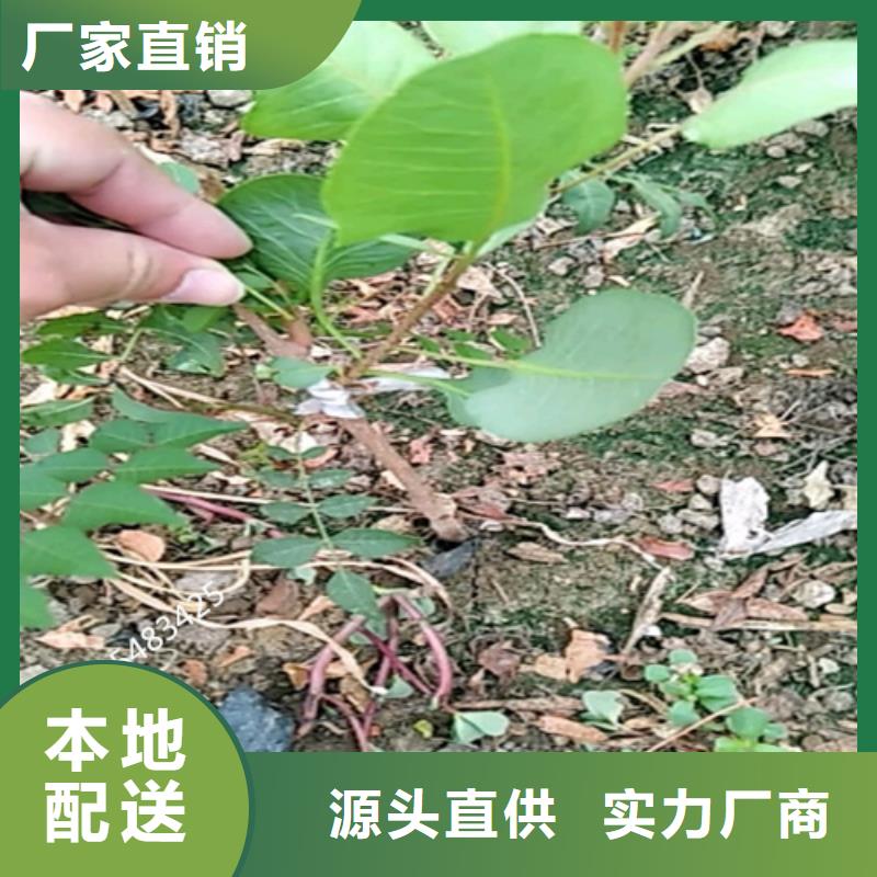 开心果桃树苗厂家精选