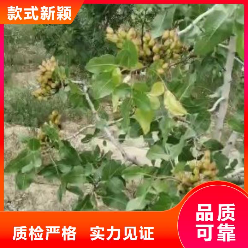 开心果【苹果苗】一站式采购商