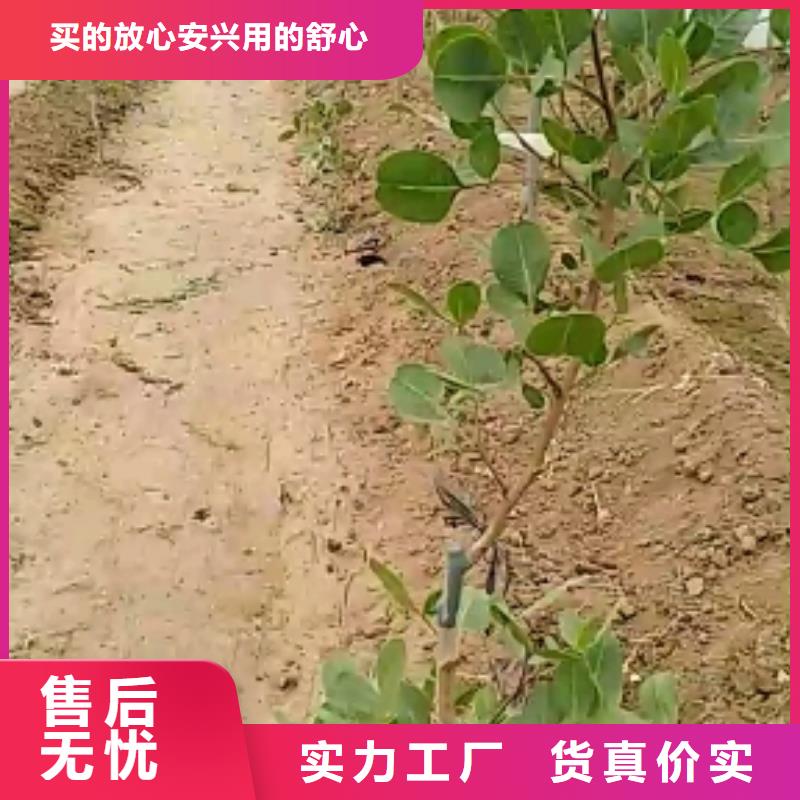 【开心果】蓝莓苗用心做品质