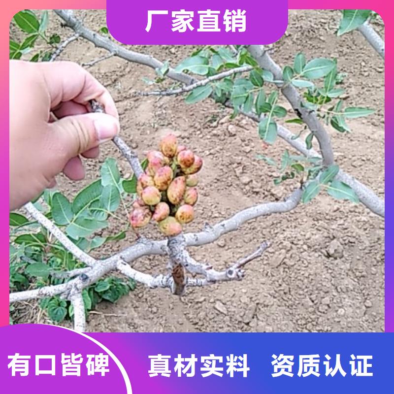 开心果蓝莓苗货源报价