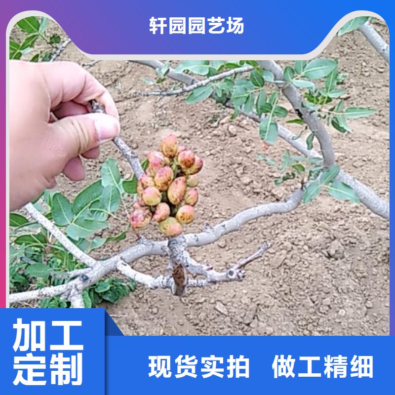 【开心果】梨树苗订制批发