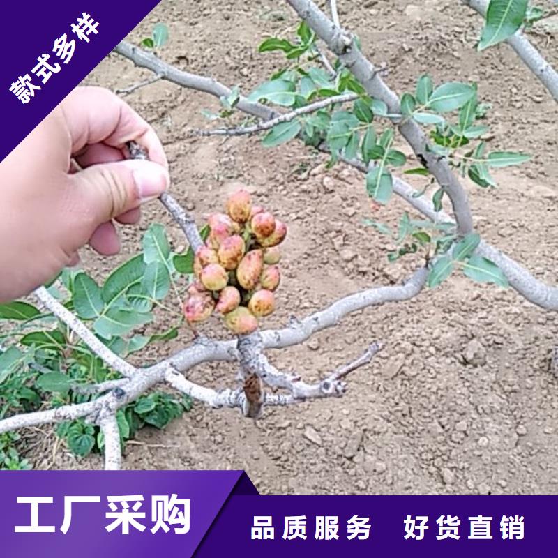 开心果【苹果苗】厂家拥有先进的设备