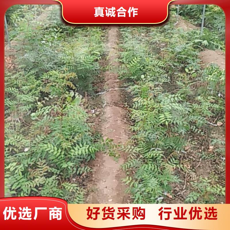 开心果-苹果苗优质原料