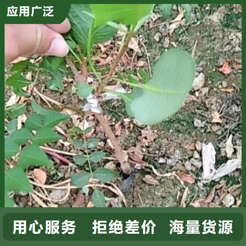 开心果蓝莓苗用心制造