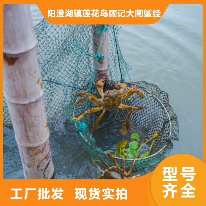 苏州阳澄湖大闸蟹多少钱味道好