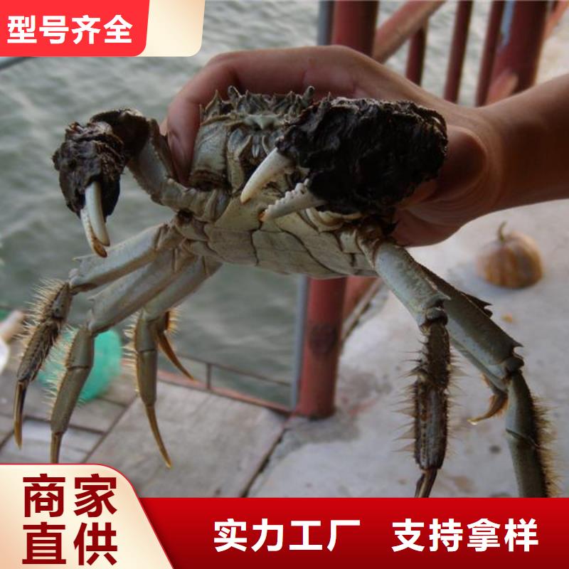 阳澄湖大闸蟹哪里好