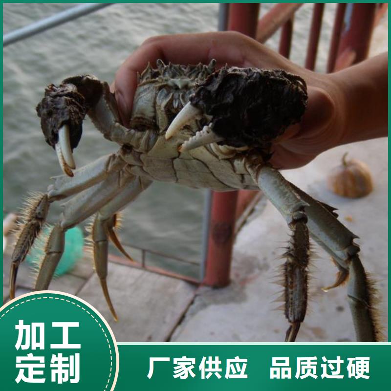 江苏阳澄湖大闸蟹哪家好