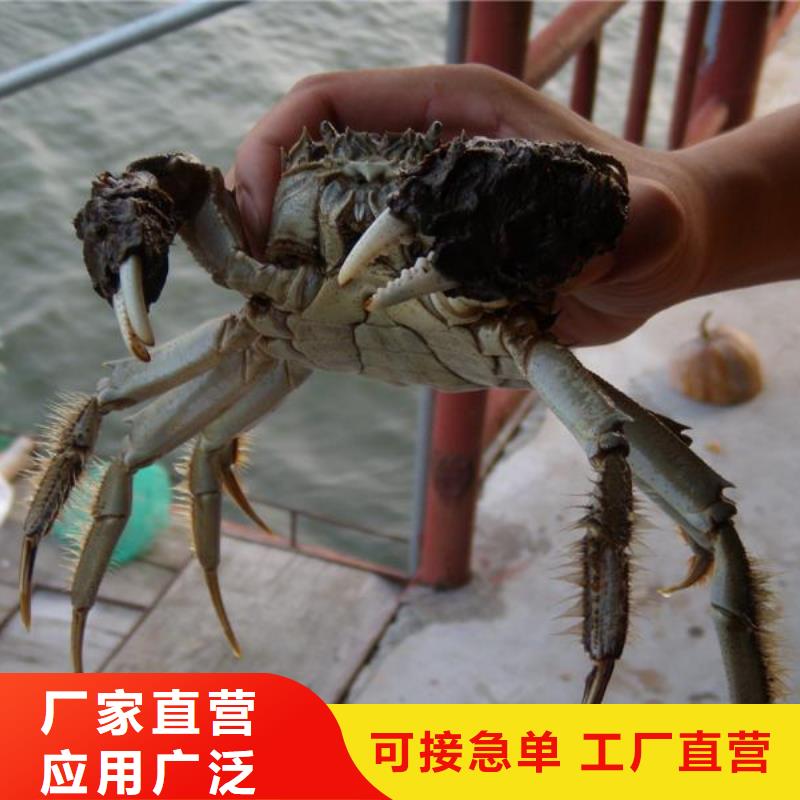 苏州阳澄湖大闸蟹哪里正宗