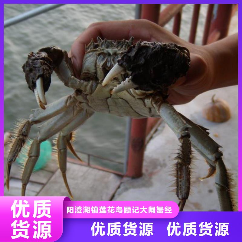 苏州阳澄湖大闸蟹哪家好