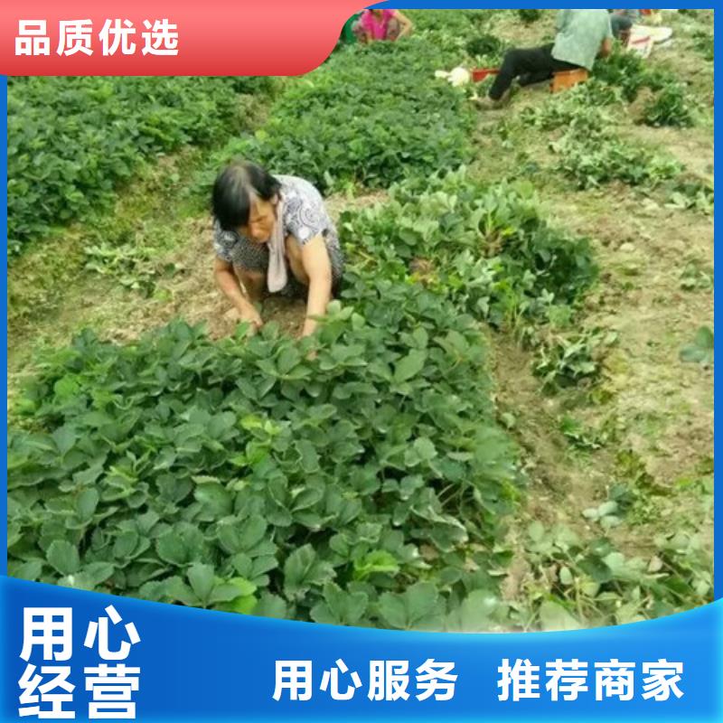 草莓苗 苹果苗工艺层层把关