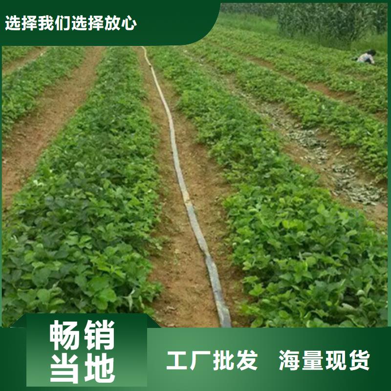 草莓苗草莓苗价格产品实拍