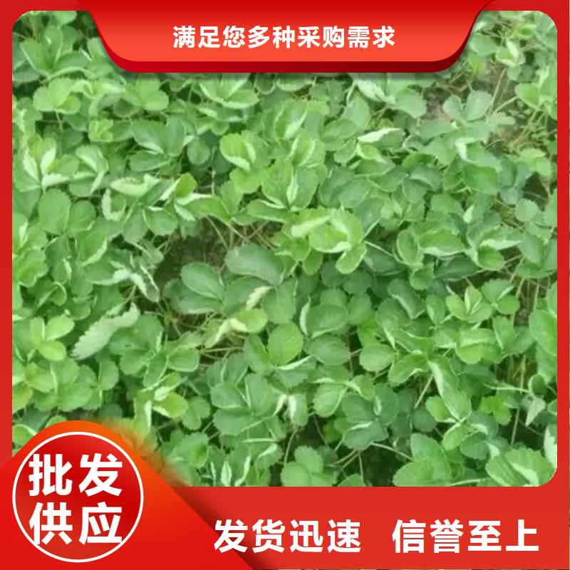 【草莓苗,黄金苹果树苗海量现货】