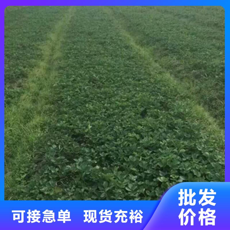 草莓苗 青苹果树苗源头厂家量大价优