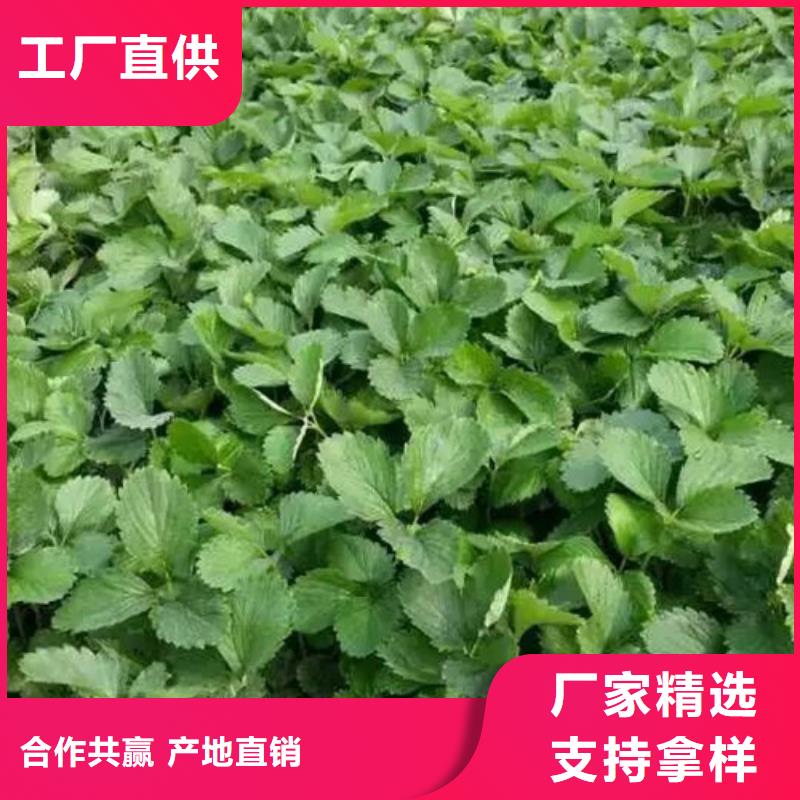 草莓苗【桃树苗】质量安全可靠