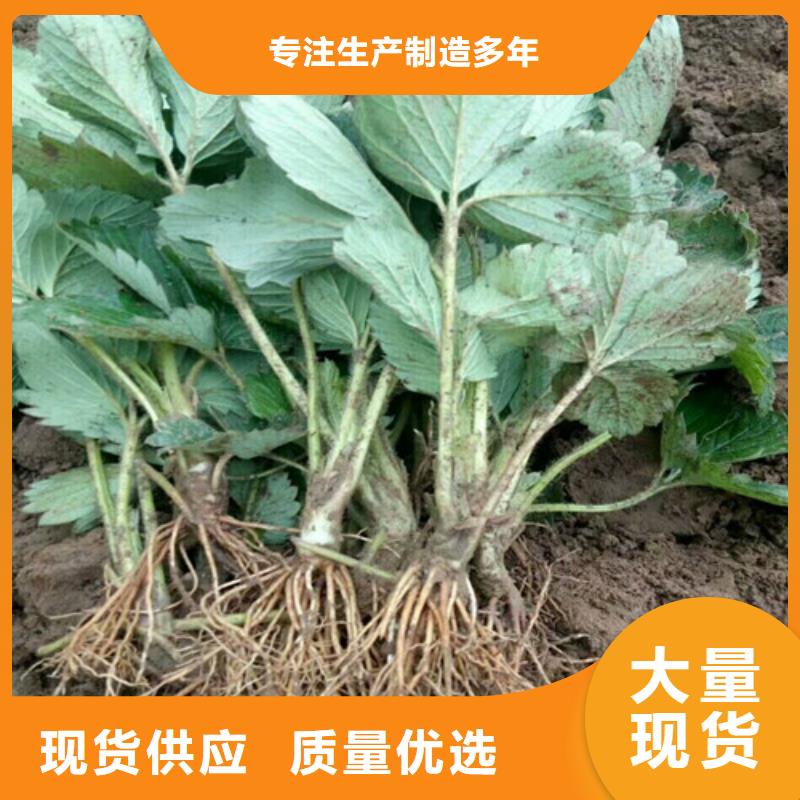 【草莓苗,大棚草莓苗材质实在】