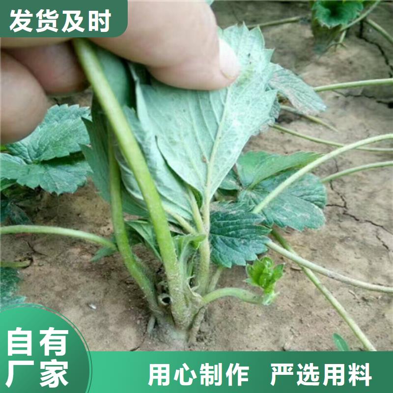 草莓苗_大棚草莓苗源头厂家量大价优