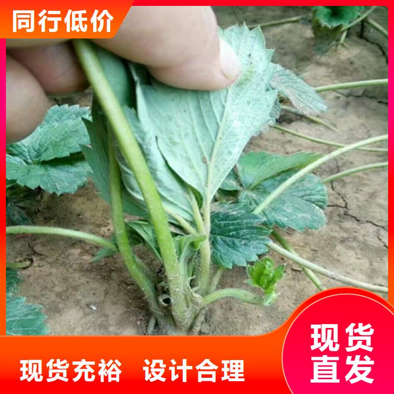 草莓苗【无籽葡萄树苗】超产品在细节