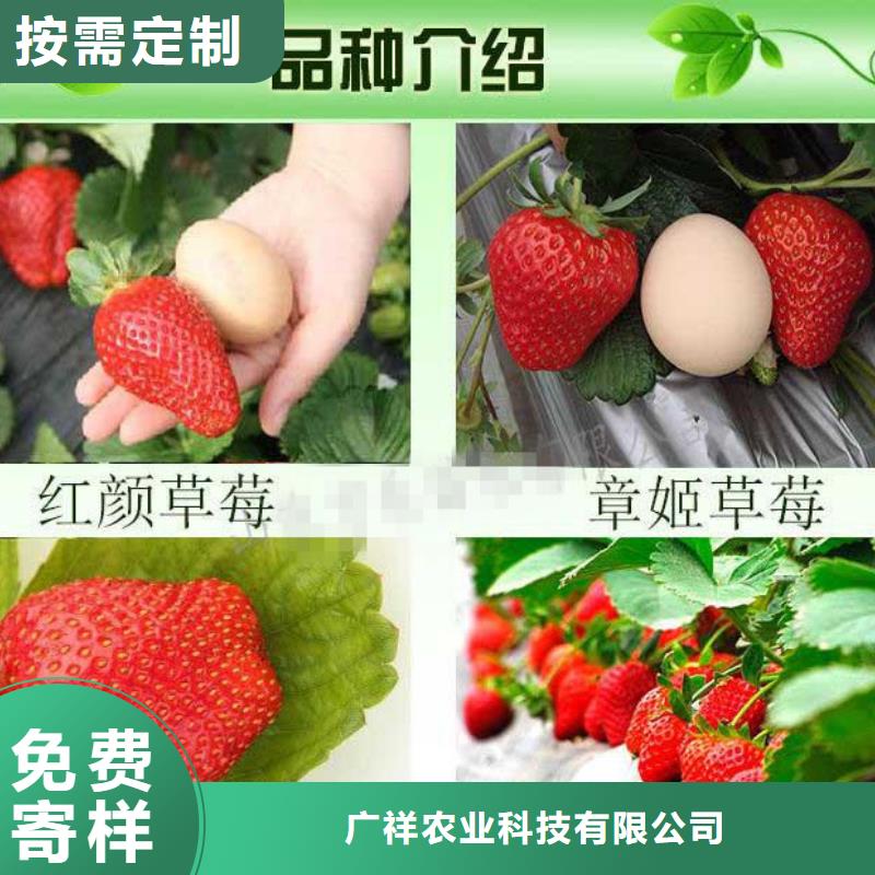 【草莓苗黑珍珠草莓苗信誉至上】