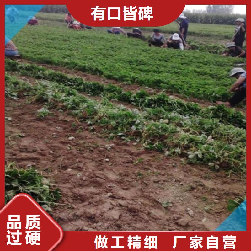 草莓苗梨树苗基地现货充足量大优惠