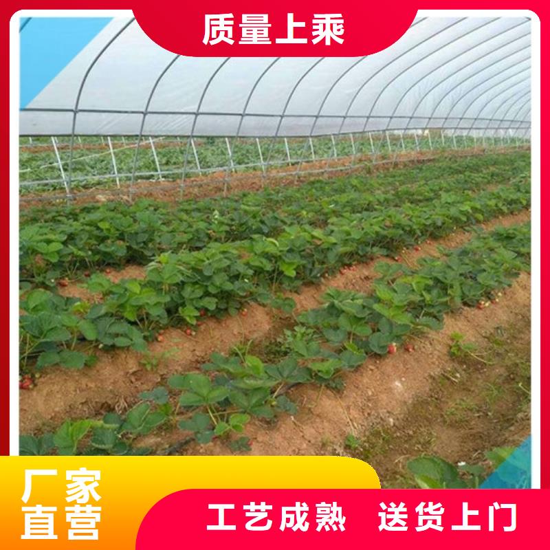 草莓苗 苹果苗工艺层层把关