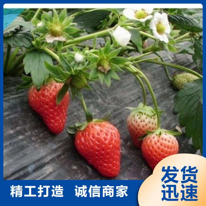 草莓苗草莓苗价格产品实拍