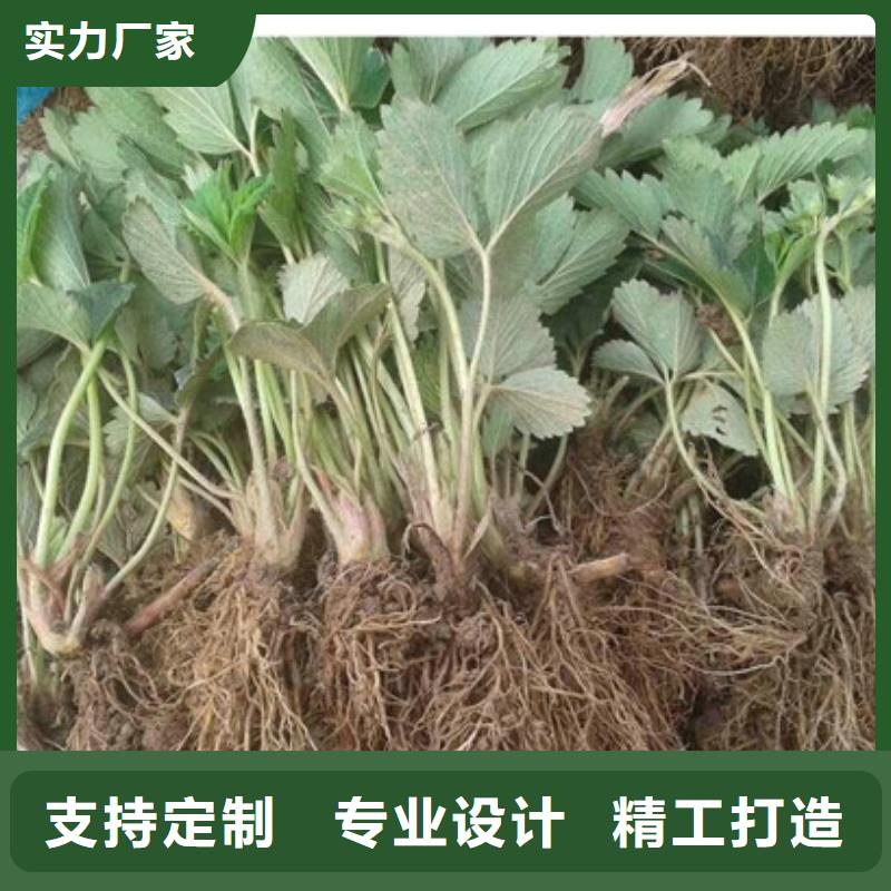 草莓苗果树苗批发基地详细参数