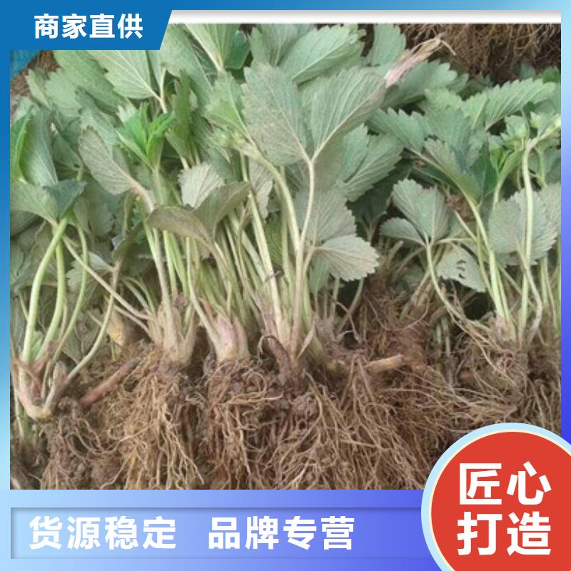 草莓苗苹果苗基地可零售可批发