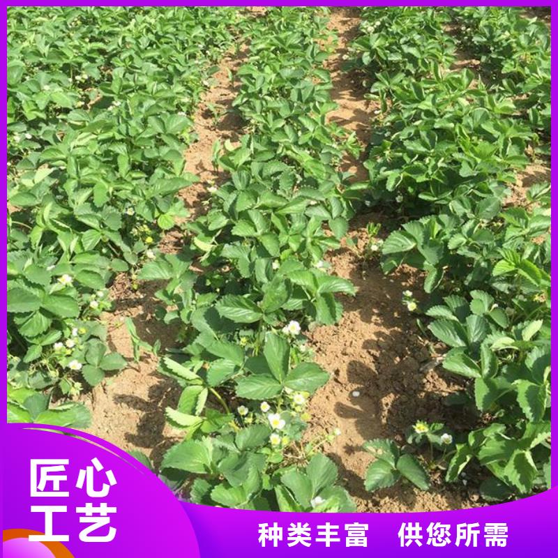 【草莓苗】草莓苗价格品质保障价格合理