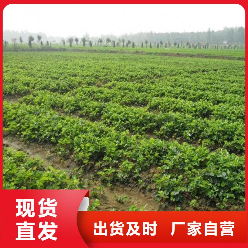 草莓苗 青苹果树苗源头厂家量大价优