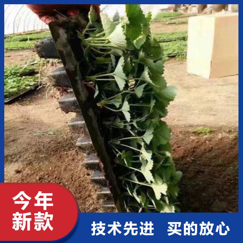 草莓苗蓝宝石葡萄苗客户满意度高