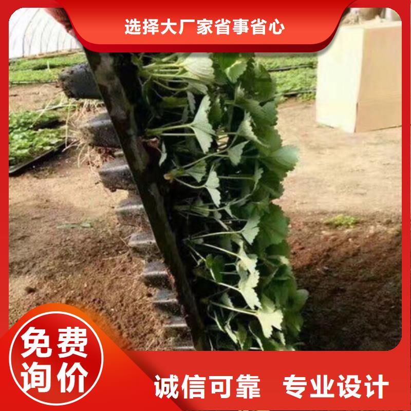 草莓苗桃树苗型号全价格低