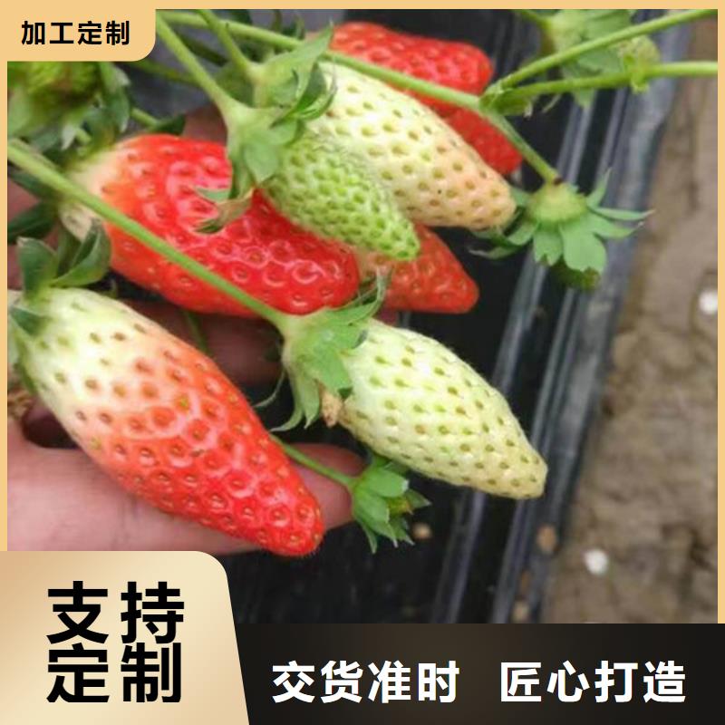 草莓苗-大棚草莓苗型号齐全