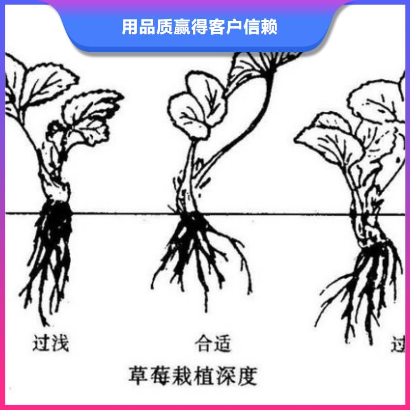 【草莓苗草莓苗价格支持货到付清】