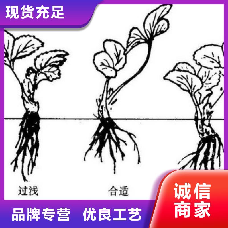 草莓苗-梨树苗产地源头好货