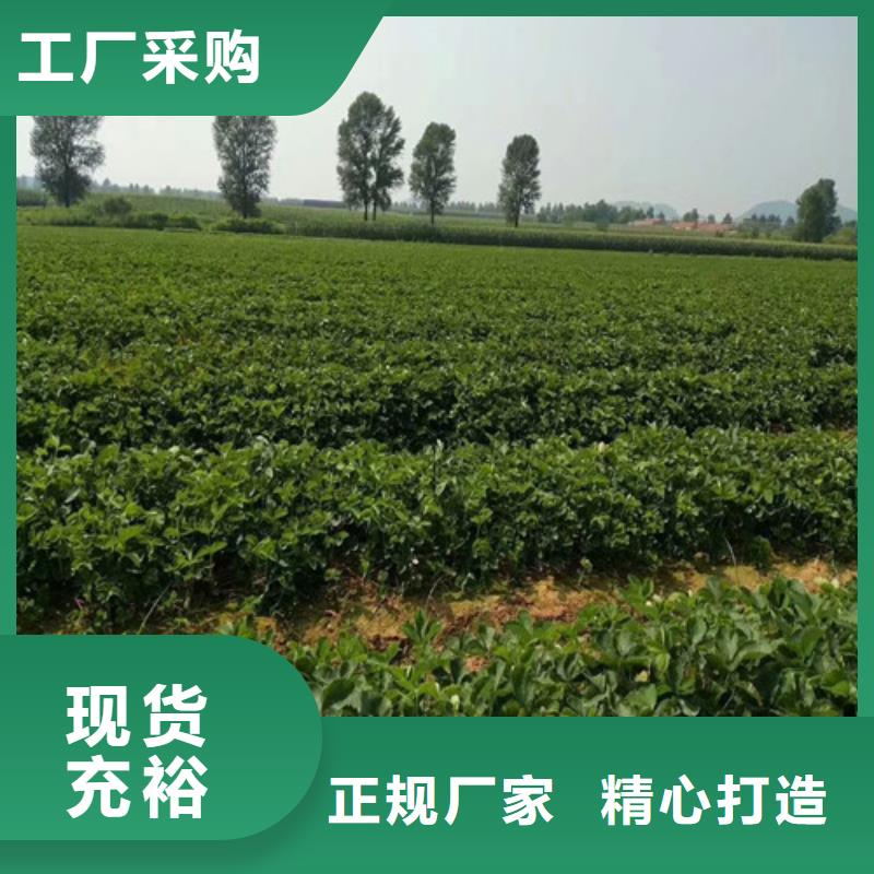 【草莓苗黑珍珠草莓苗助您降低采购成本】