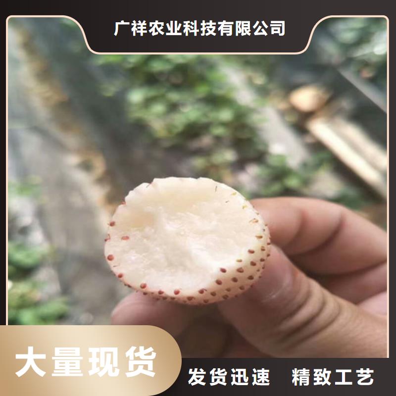 草莓苗,黄金苹果树苗品牌专营