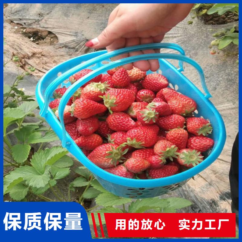 【草莓苗珍珠枣油桃树苗品质有保障】