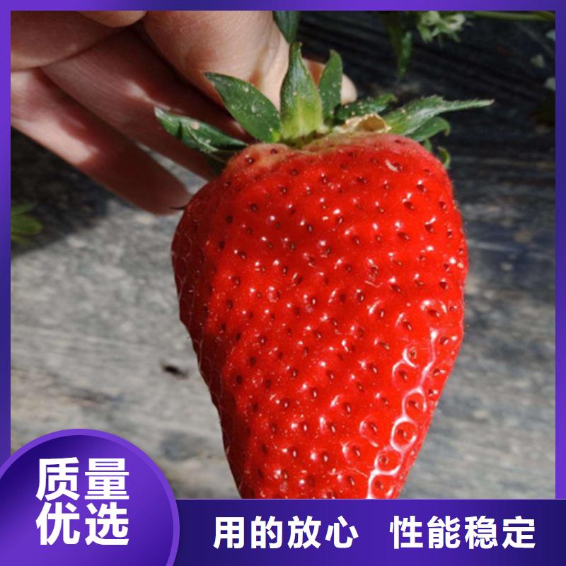 【草莓苗】大棚草莓苗敢与同行比价格