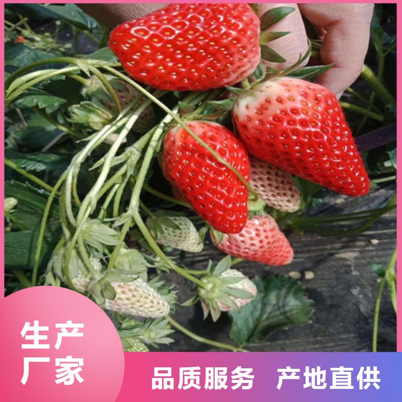 【草莓苗果树苗诚信可靠】